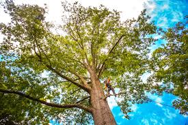 Best Arborist Consultation Services  in Sully Square, VA