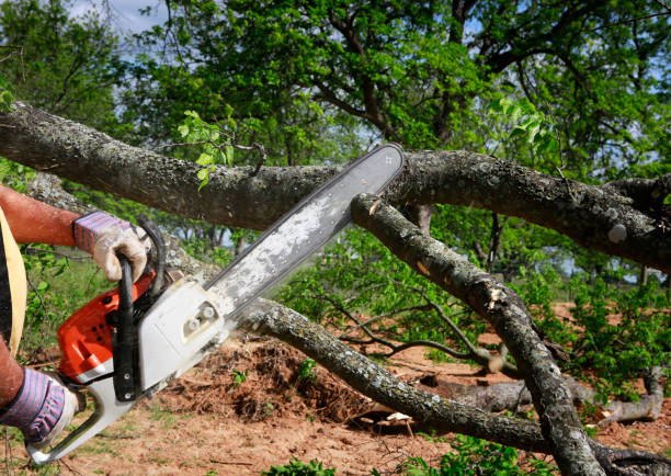 Best Seasonal Cleanup (Spring/Fall)  in Sully Square, VA